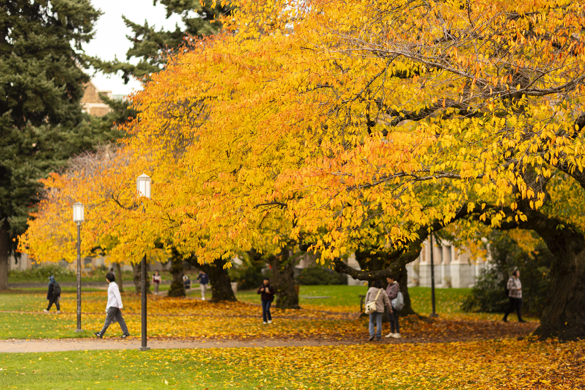 Fall on the UW Campus