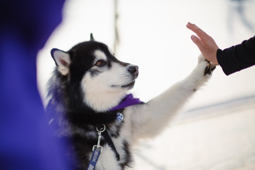UW mascot Dubs giving someone a high five with his paw